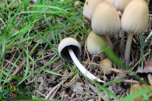 coprinus micaceus (2) (1000 x 667)1.jpg_product_product